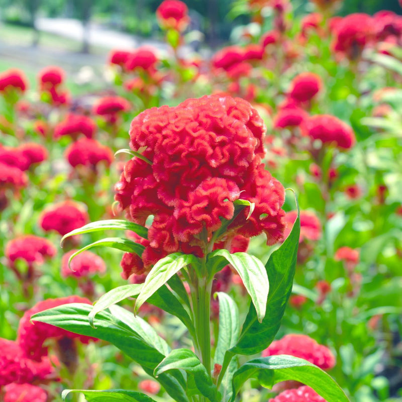 Celosia Cockscomb