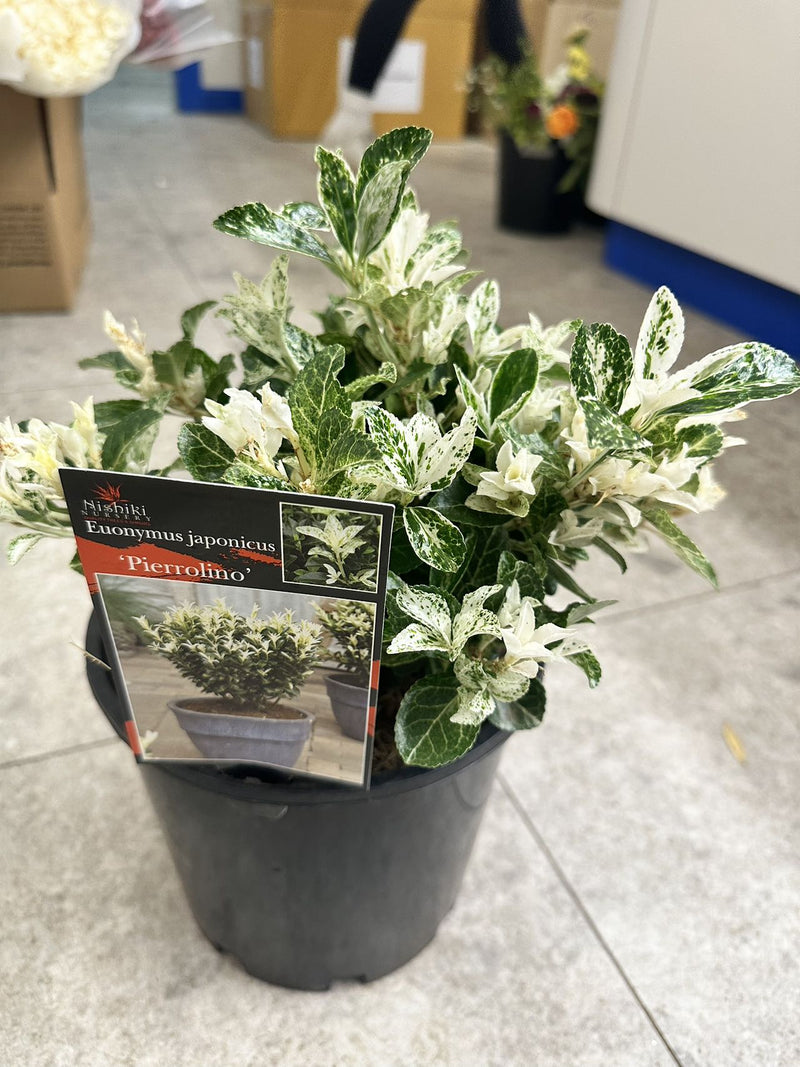 Euonymus ‘Pierrolino’ pot