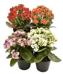 Kalanchoe Plant Pot