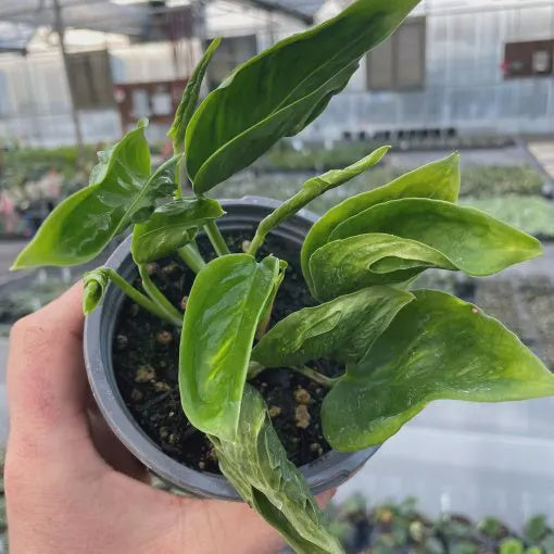 Epipremnum plant