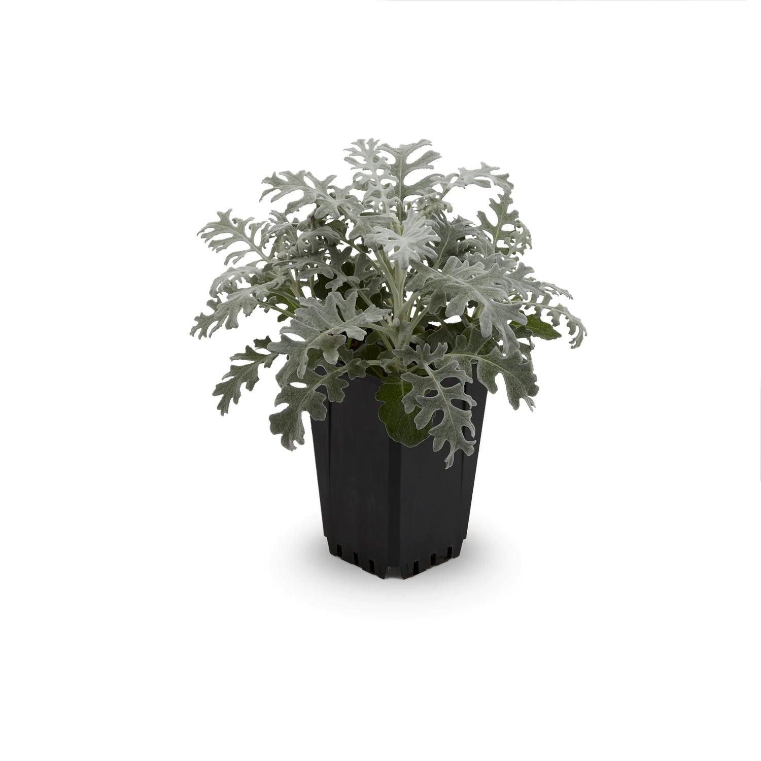 Dusty Miller Pot