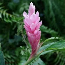 Ginger