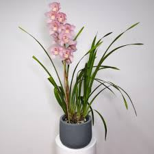 Orchid cymbidium plant