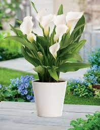 Arum lily - Pot