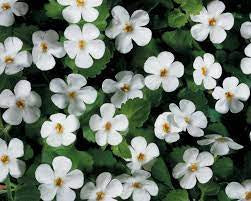 Bacopa plant