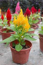 Celosia pot