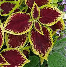 Coleus plant