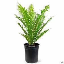 Dwarf fern plant