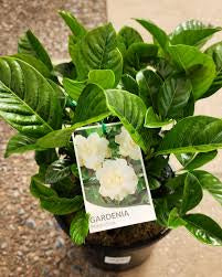 Gardenia Plant