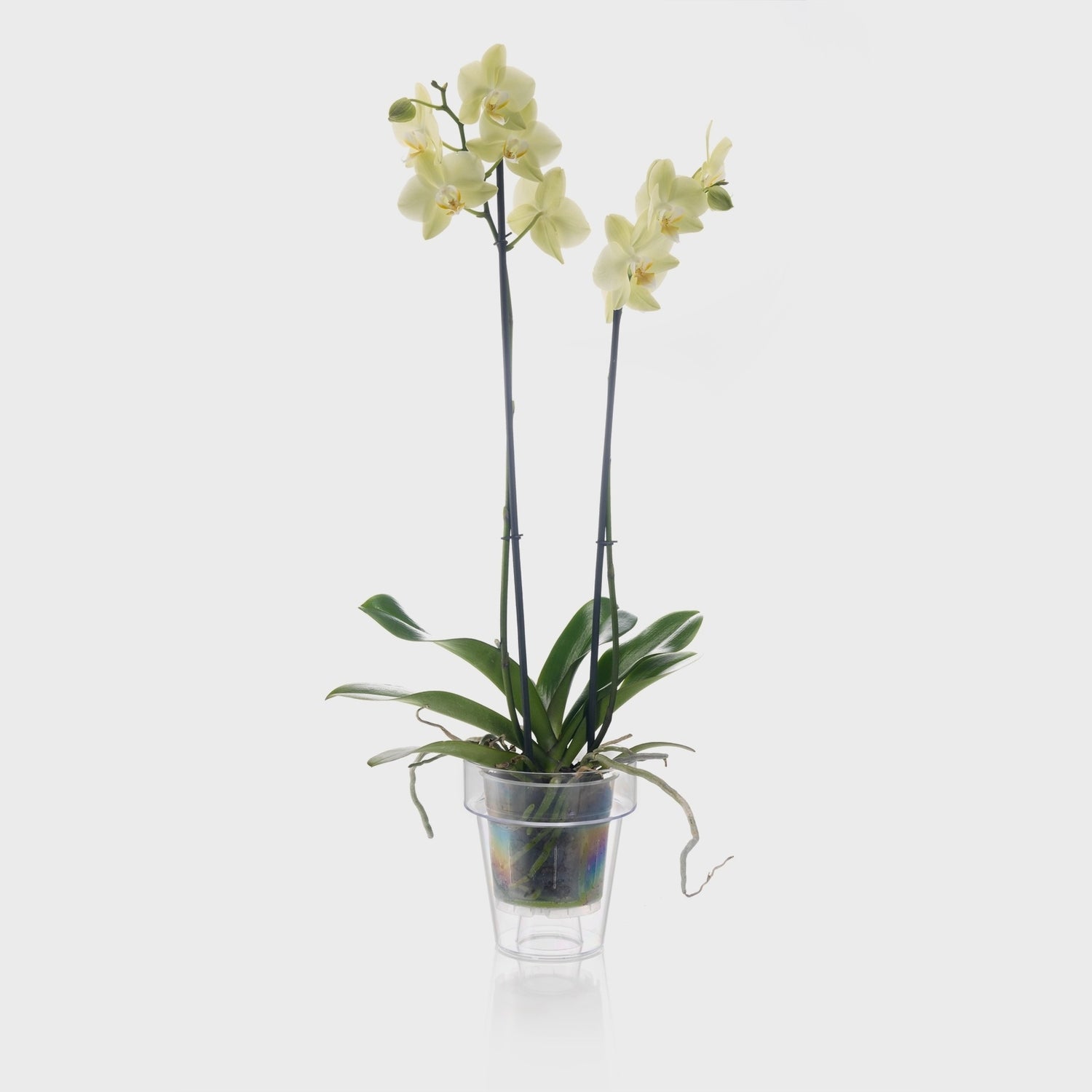 Orchid Mini Pot