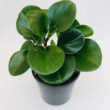 Peperomia Jade Plant