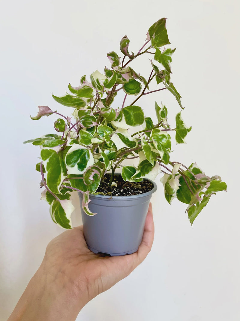 Variegated Cape Ivy Plant