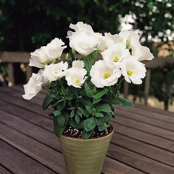 Lisianthus plant