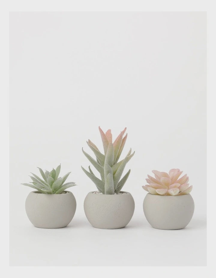 Succulent Pot